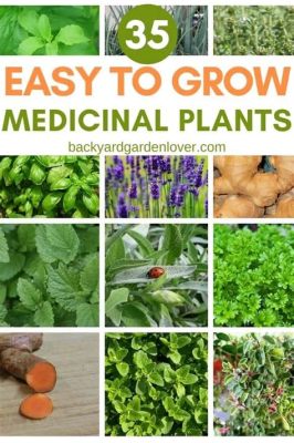  Herbalism for Beginners: A Practical Guide to Growing Your Own Medicinal Herbs -  Ein grünes Geschenk der indonesischen Natur für Ihren Garten